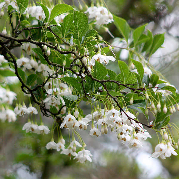 Styrax Powder Styrax japonicus – Majestic Trees