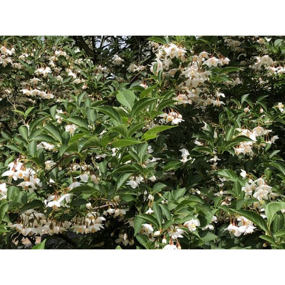 Styrax japonicus