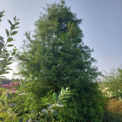 Taxodium distichum