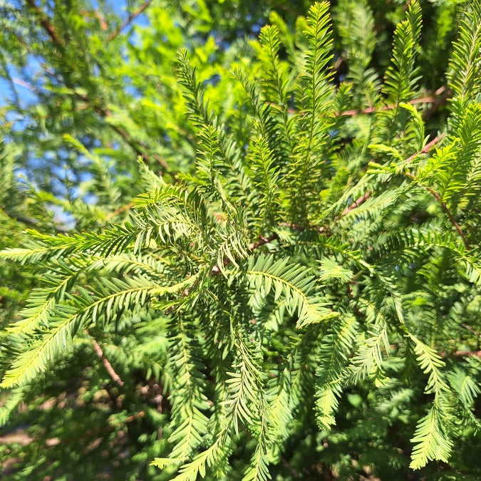 Taxodium distichum