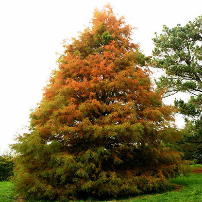 Taxodium distichum