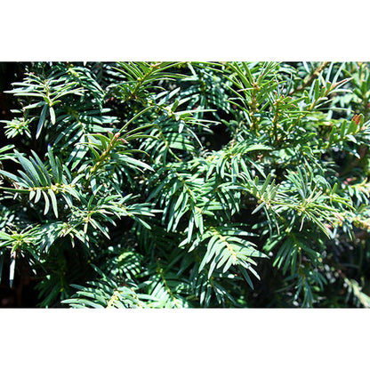 Taxus baccata