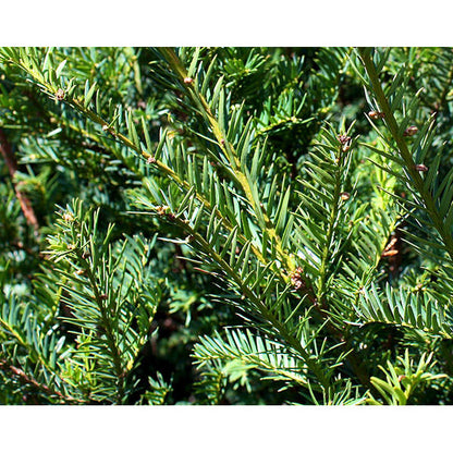 Taxus baccata