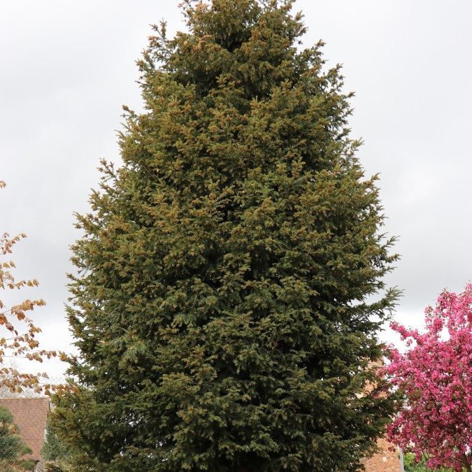 Taxus baccata