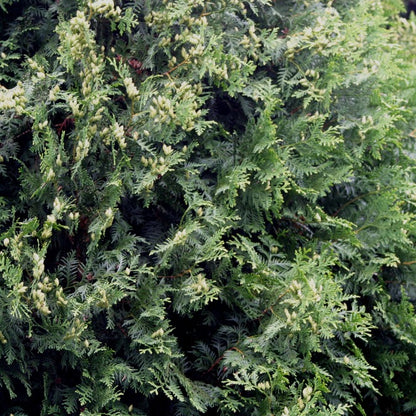 Thuja occidentalis 'Brabant'