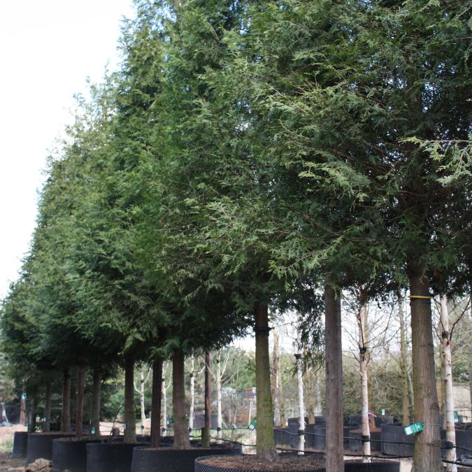 Thuja plicata 'Atrovirens' – Majestic Trees