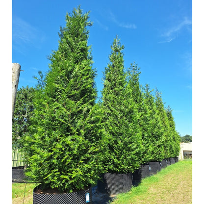 Thuja plicata 'Atrovirens'