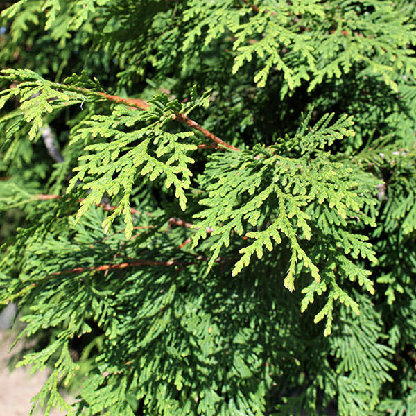 Thuja plicata 'Excelsa' – Majestic Trees