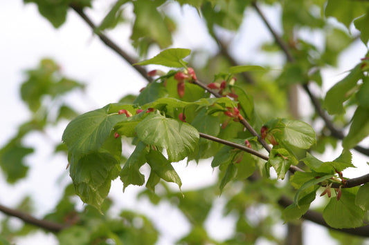 Tilia cordata