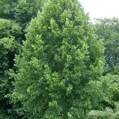 Tilia cordata 'Greenspire'