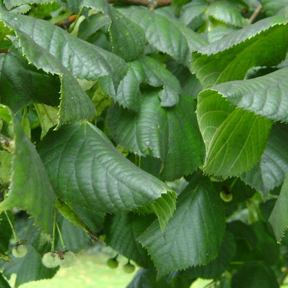 Tilia cordata 'Greenspire'