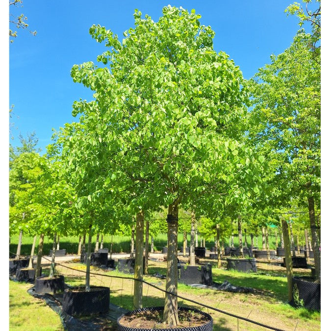 Tilia cordata 'Greenspire'