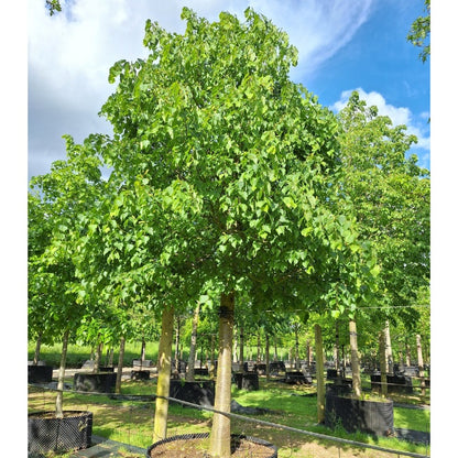 Tilia cordata 'Greenspire'