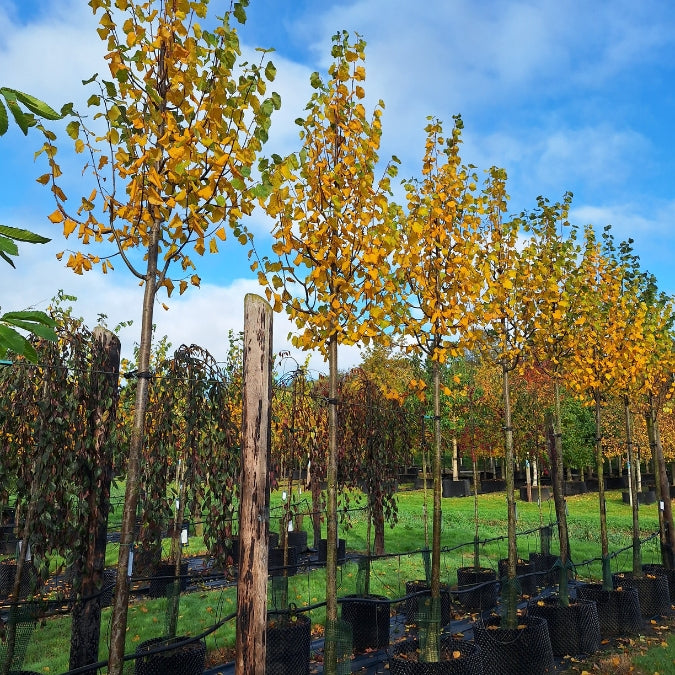 Tilia cordata 'Greenspire'