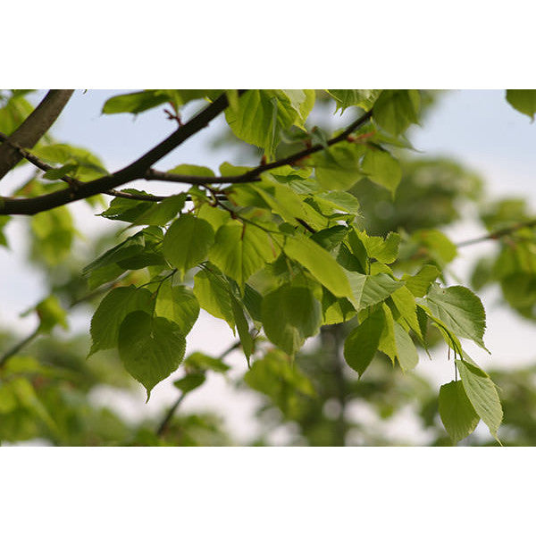 Tilia cordata 'Greenspire'