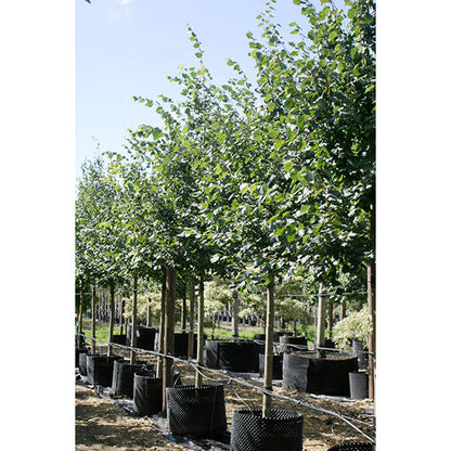 Tilia cordata 'Greenspire'