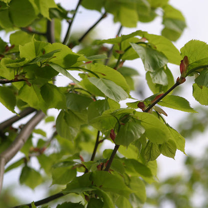 Tilia cordata 'Greenspire'