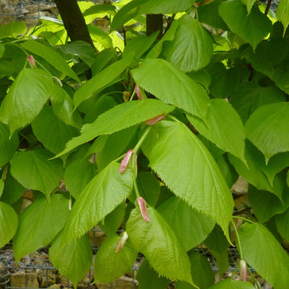 Tilia x europaea 'Pallida'