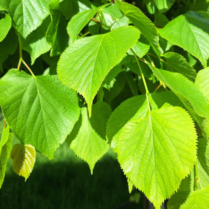 Tilia x euro. 'Pallida' (Pleached)