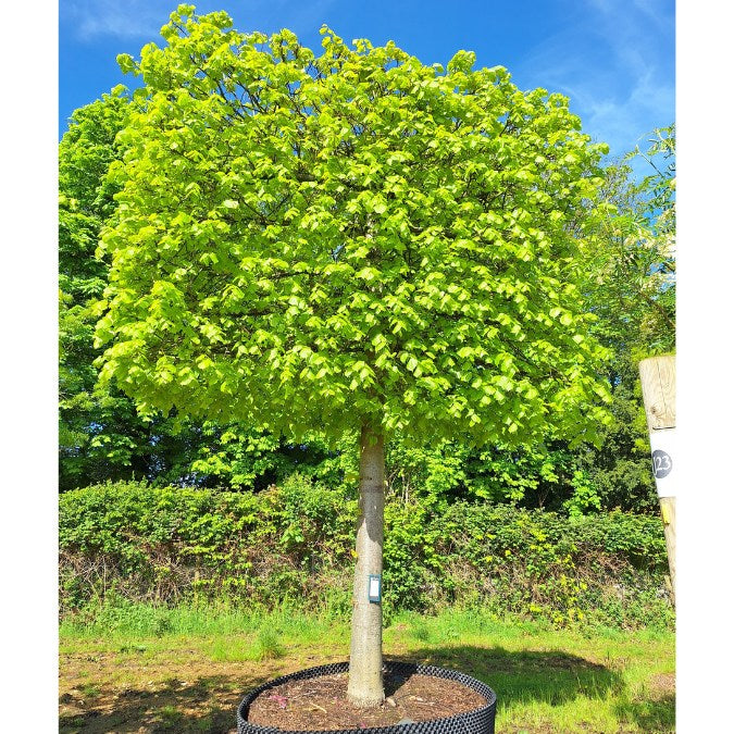 Tilia x euro. 'Pallida' (Pleached)