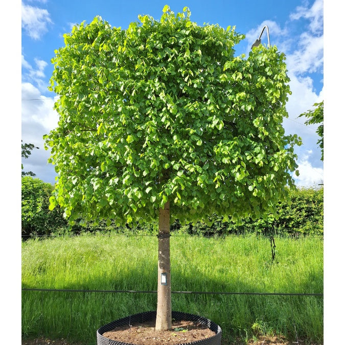 Tilia x euro. 'Pallida' (Pleached)