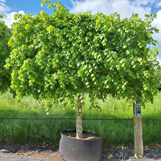 Tilia x euro. 'Pallida' (Pleached)