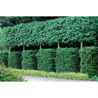 Tilia x euro. 'Pallida' (Pleached)