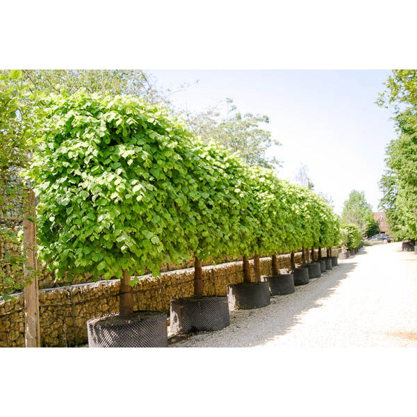 Tilia x euro. 'Pallida' (Pleached)