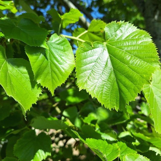 Tilia tomentosa 'Brabant'