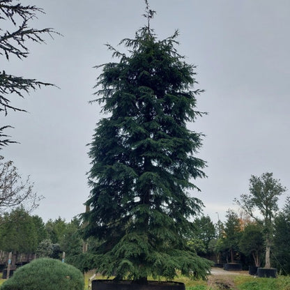 Tsuga canadensis