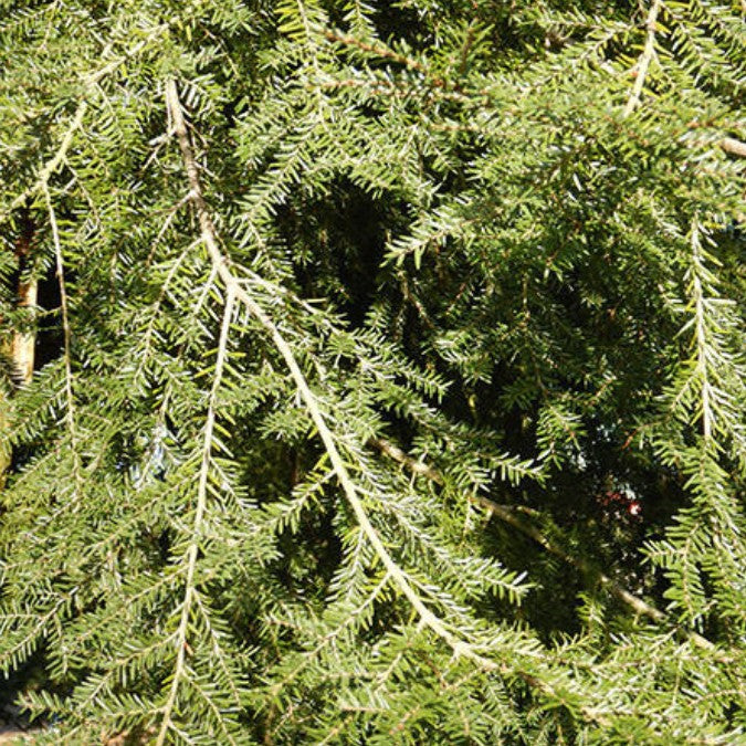 Tsuga canadensis