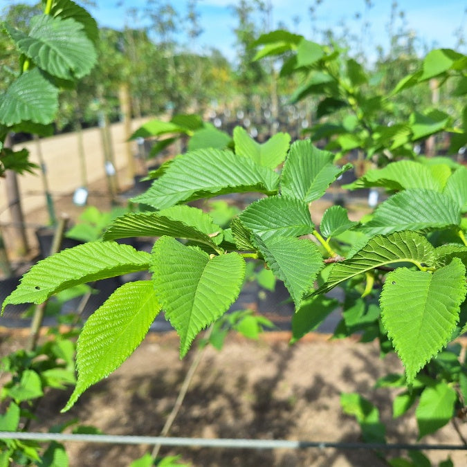 Ulmus 'Lobel'