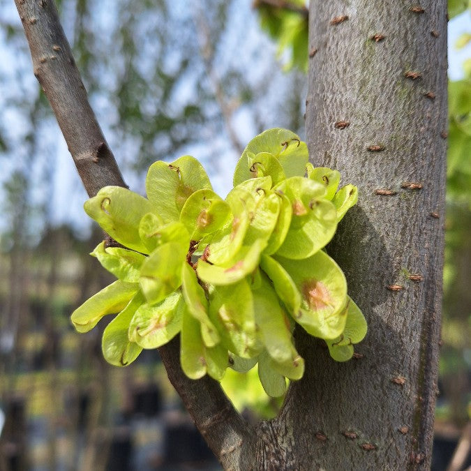 Ulmus 'Lobel'