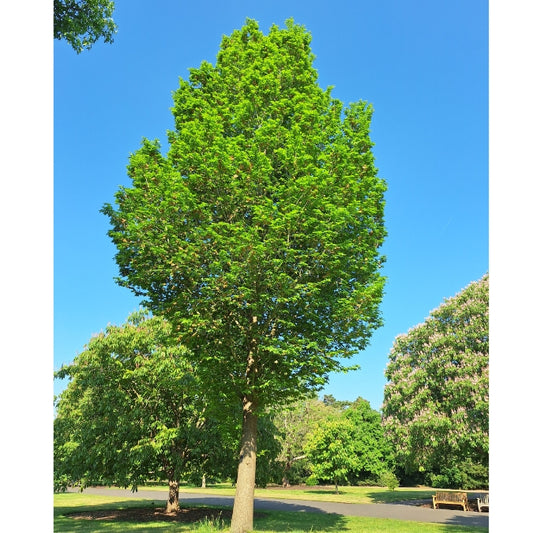 Ulmus 'Lobel'