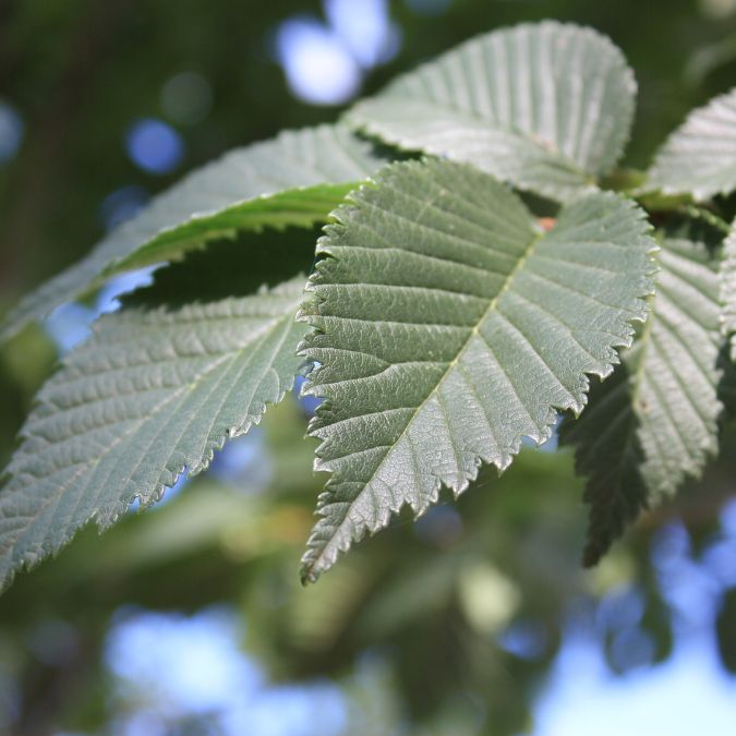 Ulmus 'Lobel'