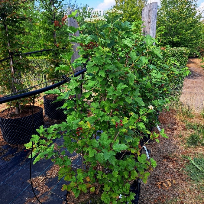 Viburnum opulus