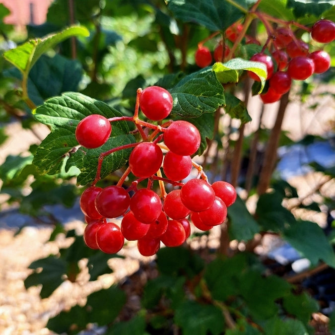 Viburnum opulus