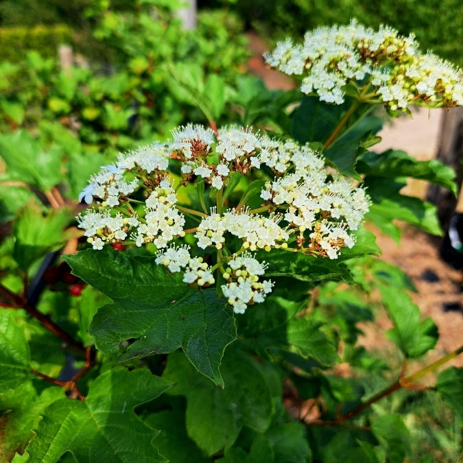 Viburnum opulus