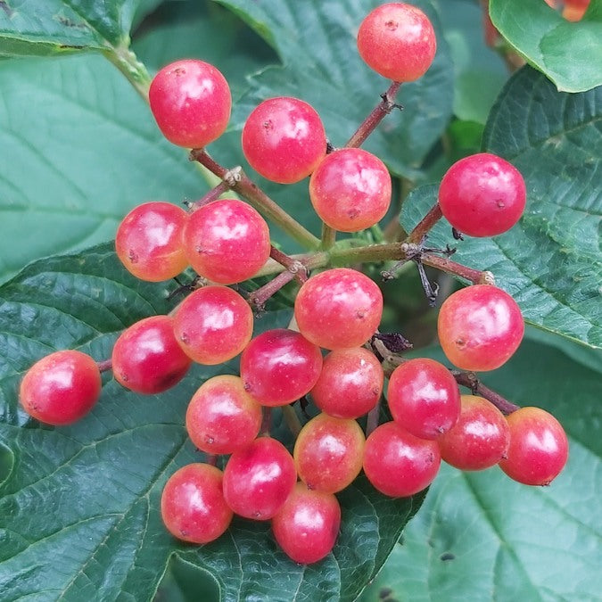 Viburnum opulus (Hedging)