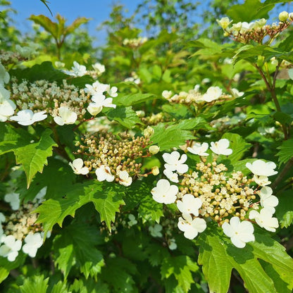 Viburnum opulus (Hedging)