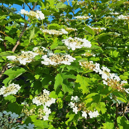 Viburnum opulus (Hedging)