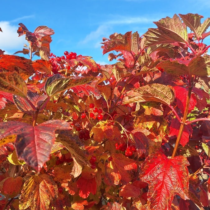 Viburnum opulus (Hedging)