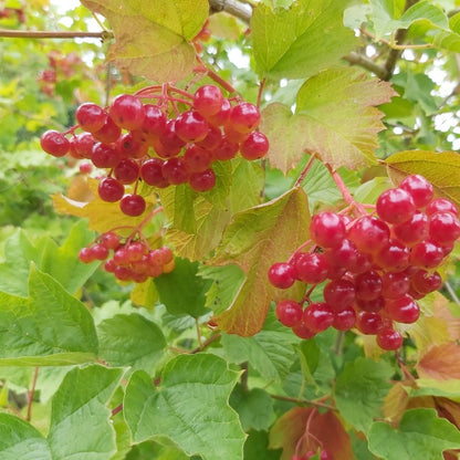 Viburnum opulus (Hedging)