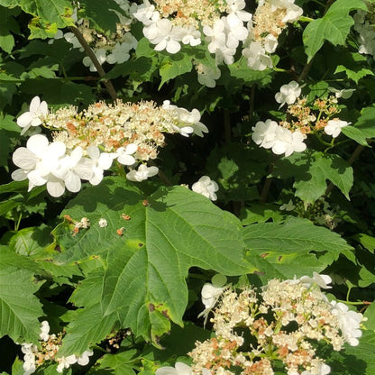 Viburnum opulus (Hedging)