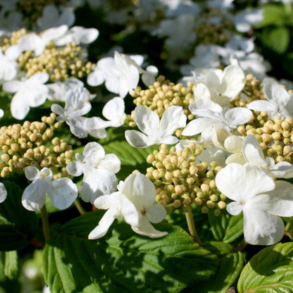 Viburnum plicatum 'Mariesii'