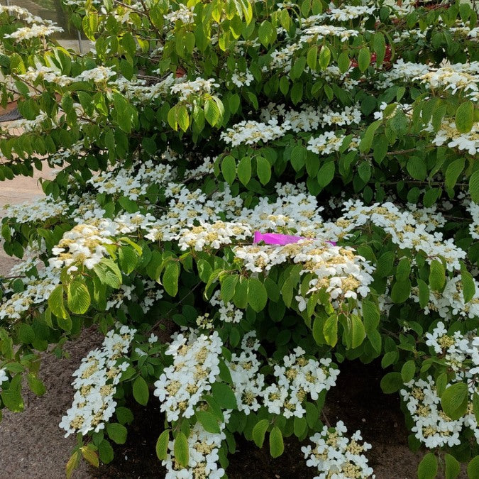 Viburnum plicatum 'Mariesii'