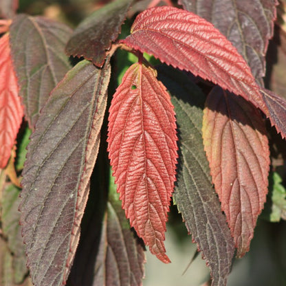 Viburnum plicatum 'Mariesii'