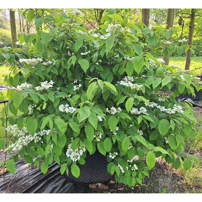 Viburnum plicatum 'Mariesii'