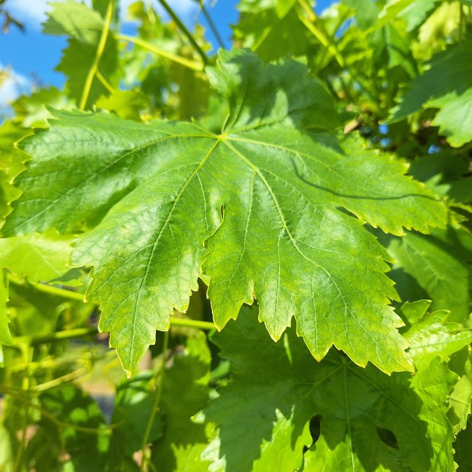 Vitis vinifera