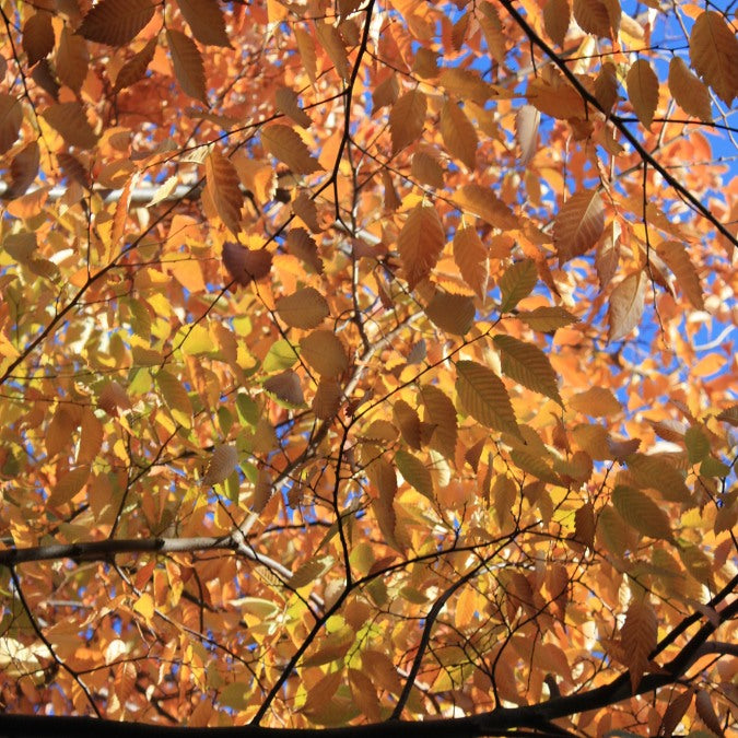 Zelkova serrata